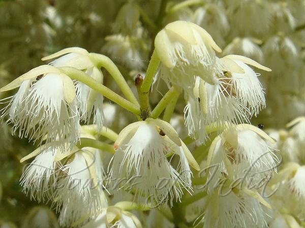 Eastern Wild Olive